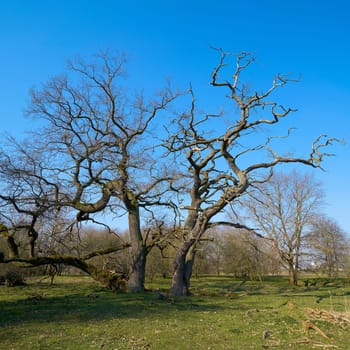 Oaks on a meadow in the Herrenkrug-Park in Magdeburg in spring