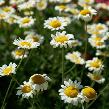 flowering marguerites in a flowerbed in summer
