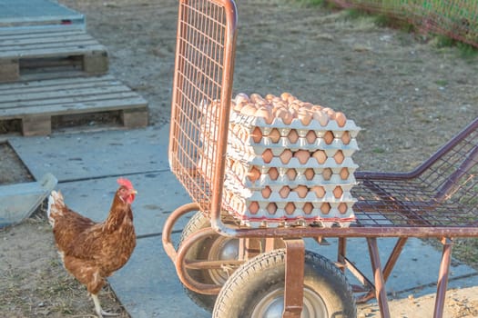 Domestic hen looking at rural agriculture wheelbarrow. Ecological animal farming and self sufficiency by sustainable fowl livestock.