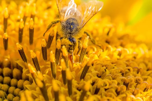 Animal sitting at summer sun flower and collect for important environment ecology sustainability. Awareness of nature climate change.