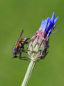 predator fly