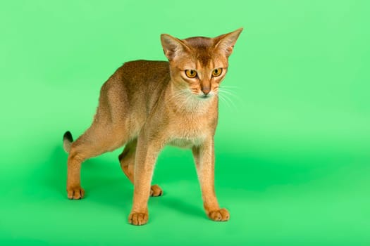 Abyssinian cat (Felis silvestris catus),juvenile,wild-coloured,2 years,standing,studio recording