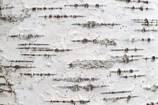 White trunk tree with lines background. Birch tree bark texture.