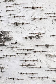 White trunk tree with lines background. Birch tree bark texture.