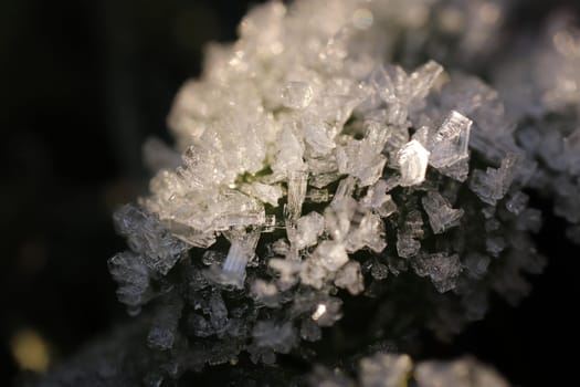 Frosted Green Leaf. Frost Ice on Forest Morning Sun Lights. Natural Floral Pattern Background. Macro Closeup.