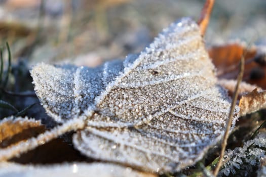 Frosted Leaf Surface Texture. Frost Ice on Forest Morning. Natural Floral Pattern Background. Macro Closeup.
