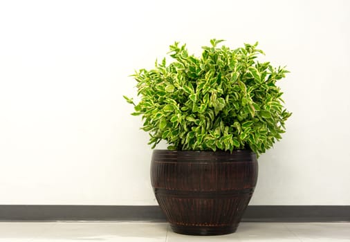A small plant pot displayed in the window