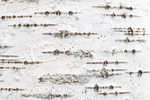 Birch tree bark texture. White trunk tree with lines background.
