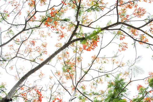 Very beautiful spring tree