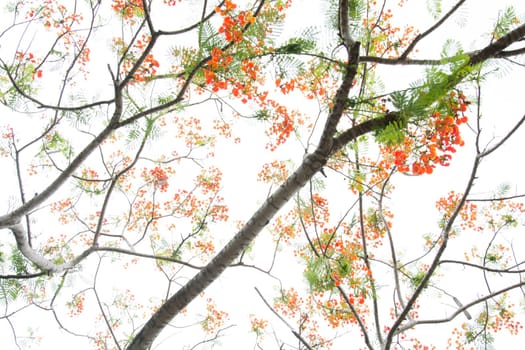Very beautiful spring tree