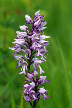 Flowering helmet orchid Orchis militaris from the NSG Frauenweilerwiesen