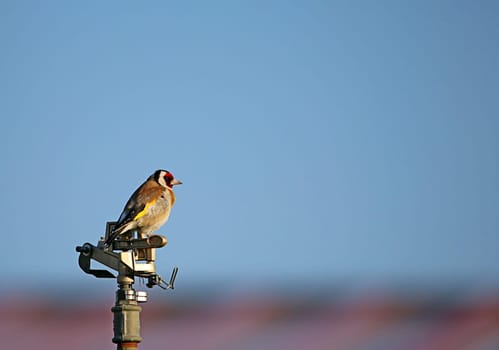 Goldfinch Carduelis carduelis on lawn sprinkler