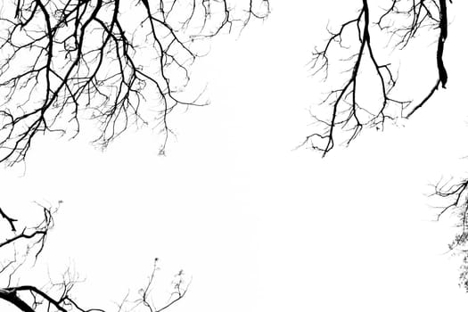 Branching off. Organic White Background