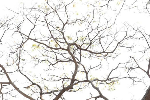 Branching off. Organic White Background
