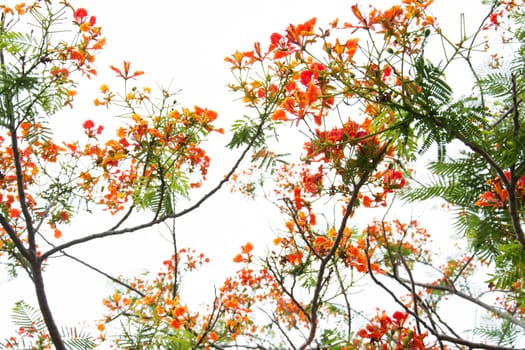Very beautiful spring tree