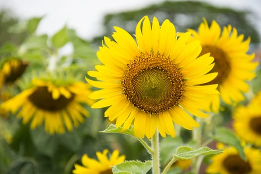 Close-up of sun flower against a blue sky