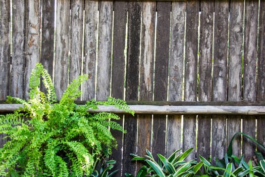 Fresh spring green  leaf plant over wood fence background