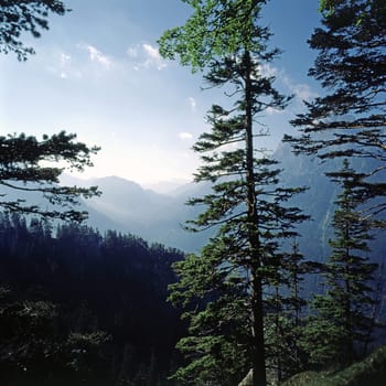 Forest in German Alps