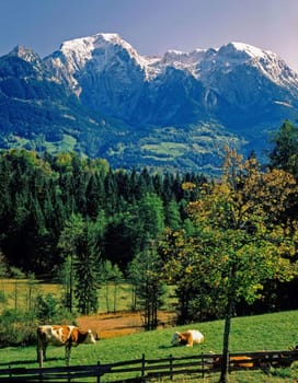 Bavarian scenery with Alps and cattle