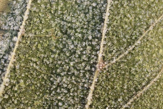 Frosted Leaf Surface Texture. Frost Ice on Forest Morning. Natural Floral Pattern Background. Macro Closeup.