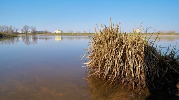 Tufts of grass in shallow water on the banks of the River Elbe near Magdeburg in Germany. In the background the industrial area Rothensee