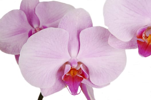 A close up image of tree big orchid flowers on white background..