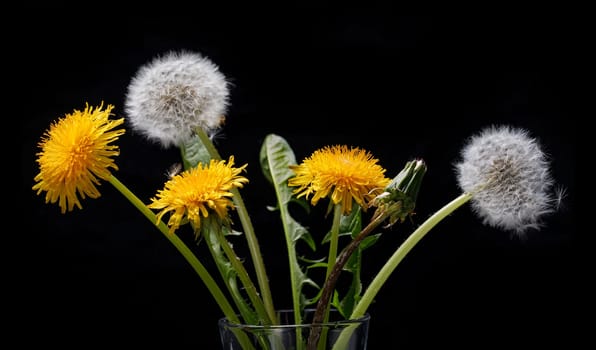 Bouquet of dandelions on a black background, yellow spring flowers