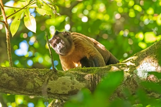 Brown Tufted Capuchin Monkey in the Rainforest near Alta Floresta, Brazil