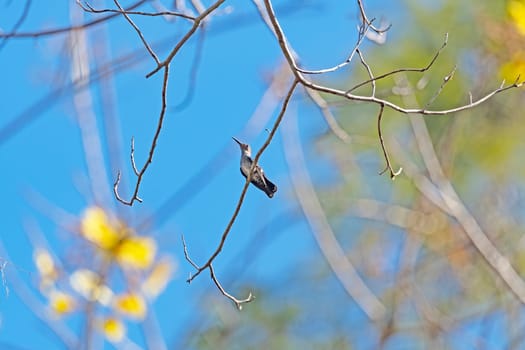 Female White Necked Jacobin Hummingbird in the Amazon near Alta Floresta