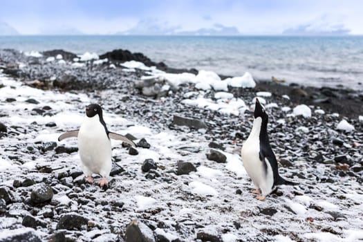 Beautiful landscape and scenery in Antarctica. Freezing
