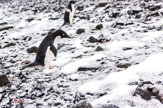 Beautiful landscape and scenery in Antarctica. Freezing
