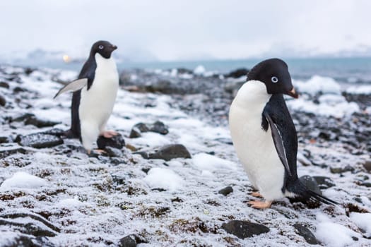 Beautiful landscape and scenery in Antarctica. Freezing