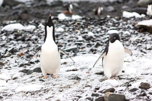 Beautiful landscape and scenery in Antarctica. Freezing