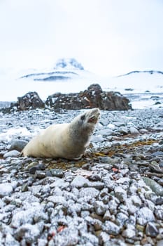 Beautiful landscape and scenery in Antarctica. Freezing