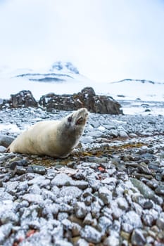 Beautiful landscape and scenery in Antarctica. Freezing