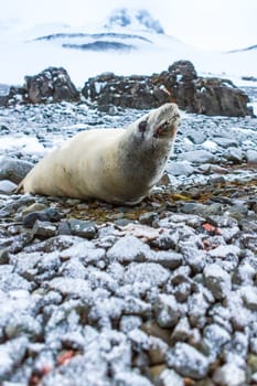 Beautiful landscape and scenery in Antarctica. Freezing