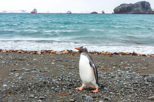 Beautiful landscape and scenery in Antarctica. Freezing