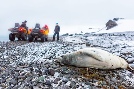 Beautiful landscape and scenery in Antarctica. Freezing