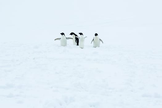 Beautiful landscape and scenery in Antarctica. Freezing