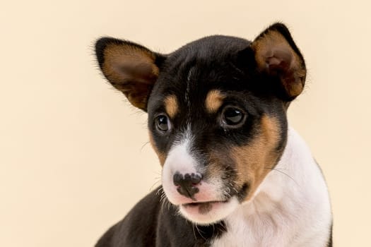 Basenji or Congo Terrier (Canis lupus familiaris),young,6 weeks,tricolor,animal portrait,studio shot with sand-colored background