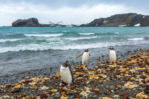 Beautiful landscape and scenery in Antarctica. Freezing