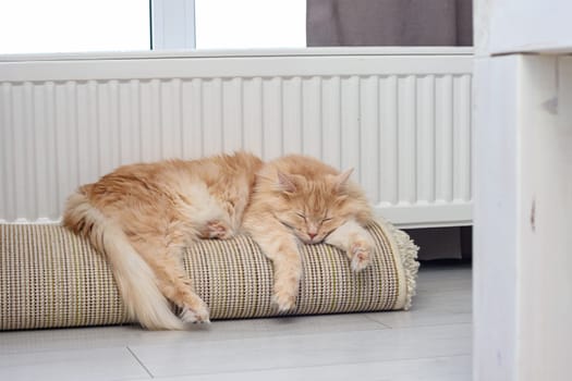 Red cat sleeps on rolled-up roll mat near radiator
