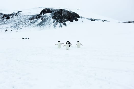 Beautiful landscape and scenery in Antarctica. Freezing