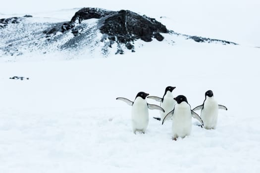Beautiful landscape and scenery in Antarctica. Freezing