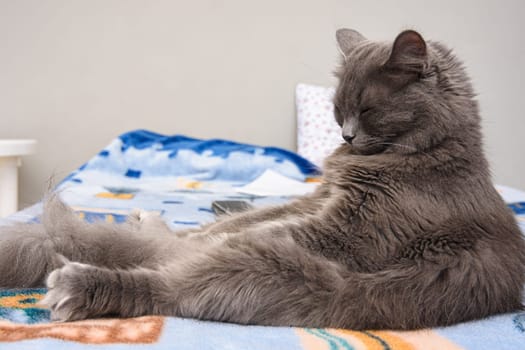 Fluffy grey cat sleeps sitting on bed like a man