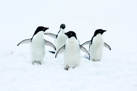 Beautiful landscape and scenery in Antarctica. Freezing