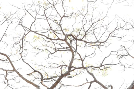 Branching off. Organic White Background