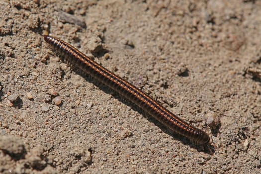 Sand Whiskered Ommatoiulus sabulosus