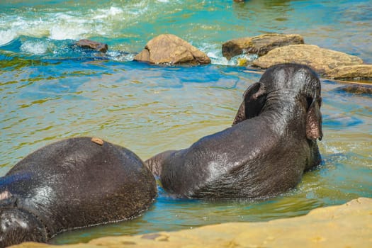 Wild elephant image (Sri Lanka Pinnawara). Shooting Location: Sri Lanka