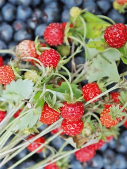 Fresh bilberries and strawberries found in forest. Bright berries. Crop of bilberries and wild strawberries with green leaves. Red berries lay on blue berries